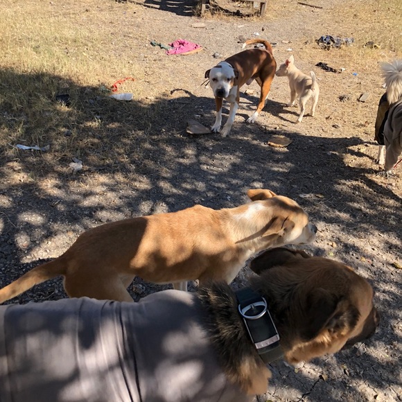 ""OUR RESCUES DOGS " - Picture 12 of 13